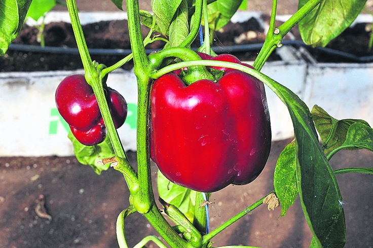 Paprika ir viens no dārzeņiem, kam joprojām jāiziet stingra kontrole un jāatbilst konkrētiem standartiem.
Autors: Dainis Ģelzis