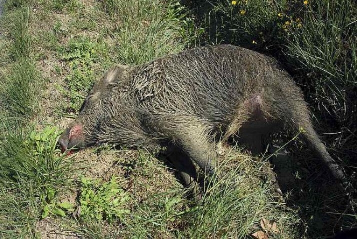 Autors: ventasbalss.lv