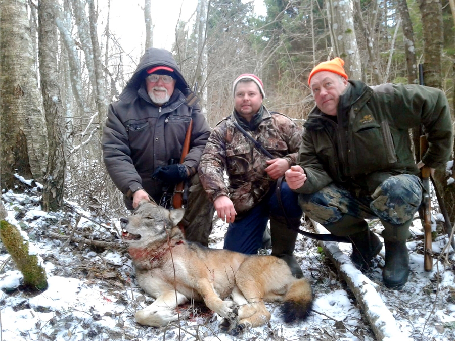 Jāņa Bites seniora (no kreisās) pirmais nomedītais vilks Vecumnieku puses mežos.
Autors: no albuma