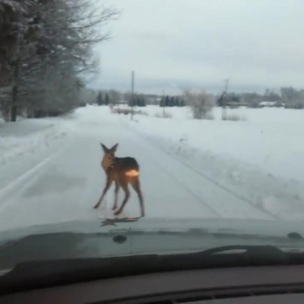 Fotoattēlam ilustratīva nozīme.