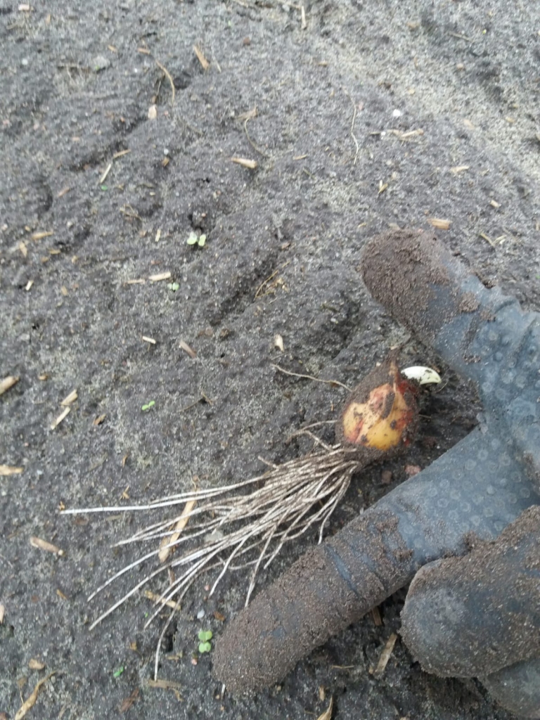 Autors: no N. Maikūna personiskā arhīva