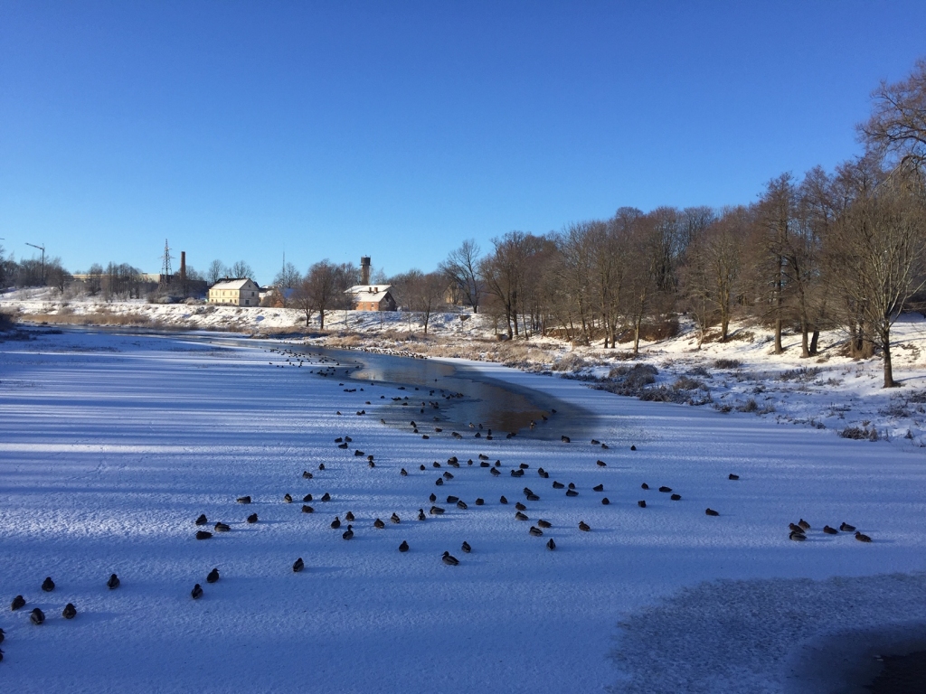 Mēmele Bauskā.
Autors: www.bauskasdzive.lv