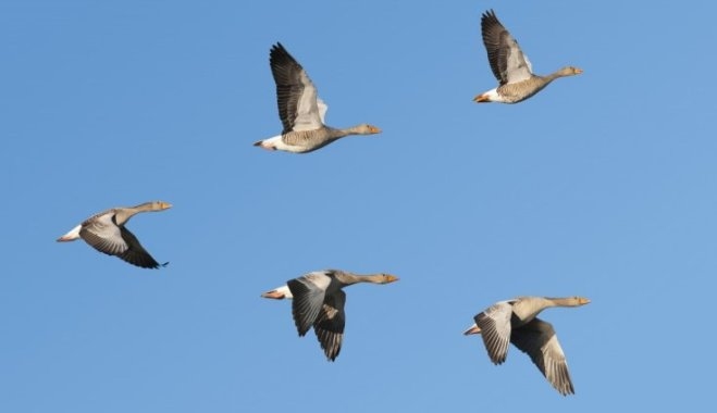 Autors: no dabasdati.lv