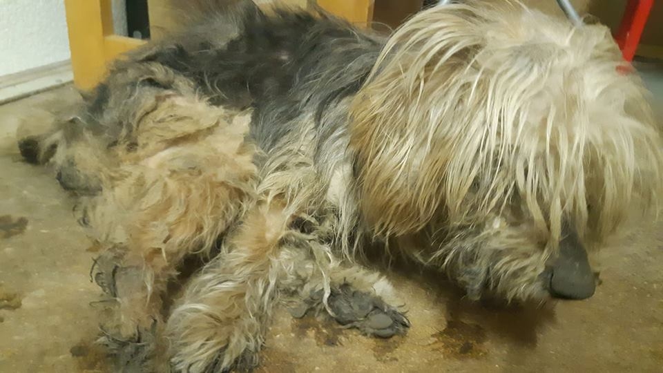 Novārgušais Vecumnieku sunītis var iegūt jaunus saimniekus.
Autors: no patversmes albuma