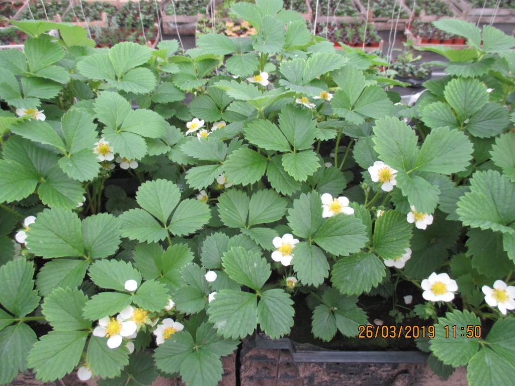 Labi apsildītās siltumnīcā pilnā sparā zied zemenes.
Autors: No albuma.