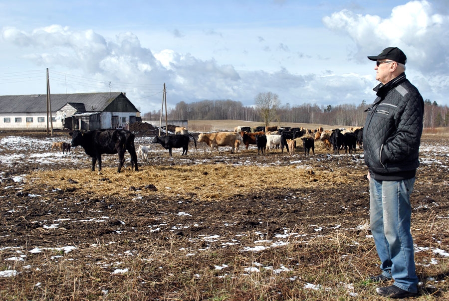 Agris Veide apsver ganāmpulka jaunlopu piebarošanas iespējas arī ganībās.