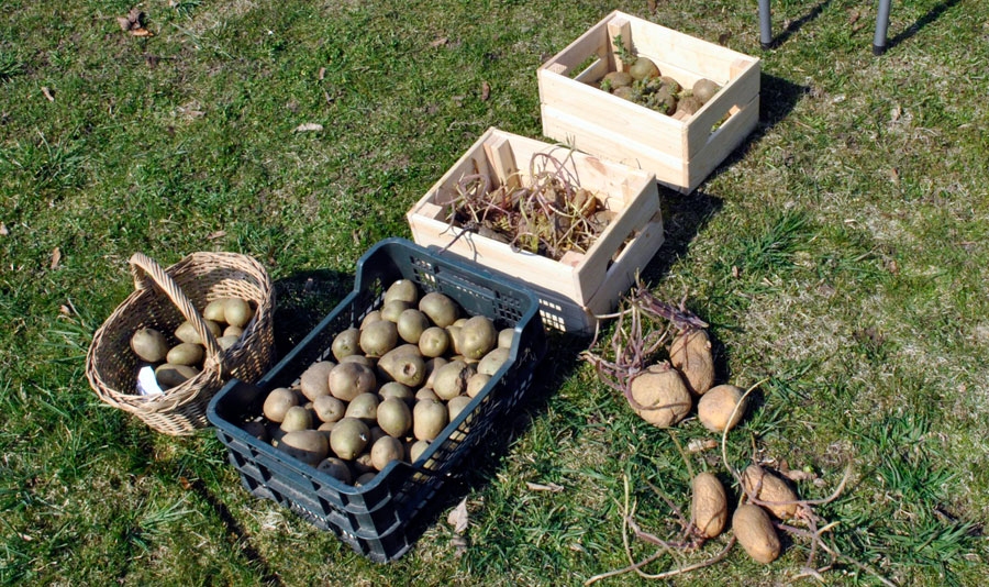 Saulītē sildās ‘Baby Lou’, ‘Solist’ un citas šķirnes.
Autors: Ruta Keiša