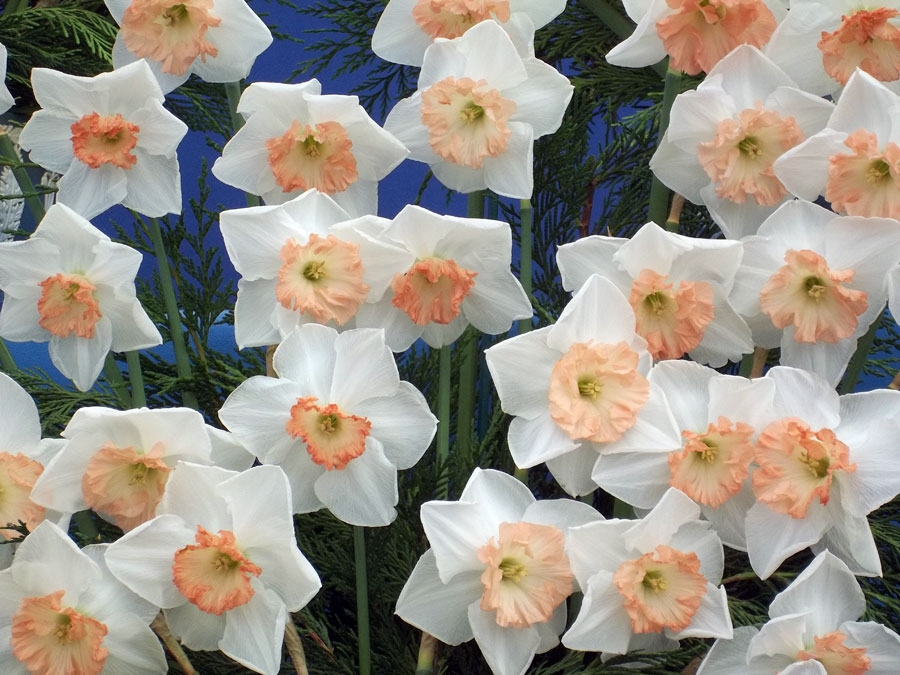 Sarmīte Gausiņa-Elksne: «Tev uzplaukt un par salnām nedomāt.»
Autors: Ruta Keiša