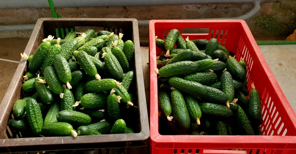 Bauskas novada Gailīšu pagasta dārzniecības «Ints un Co» siltumnīcās gurķi tiek lasīti trīs reizes nedēļā - pirmdienās, trešdienās un piektdienās.
Autors: www.bauskasdzive.lv