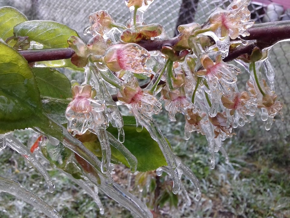 Ja gaidāma salna, augļu kokus un ogulājus vajag salaistīt.
Autors: Indar roku darbs/Facebook