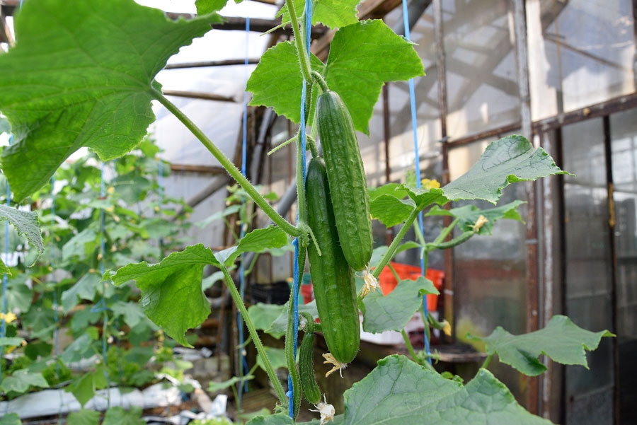 Siltumnīcās dārzeņus sausums neietekmē, pašiem vien jālaista.
Autors: Ivars Bogdanovs