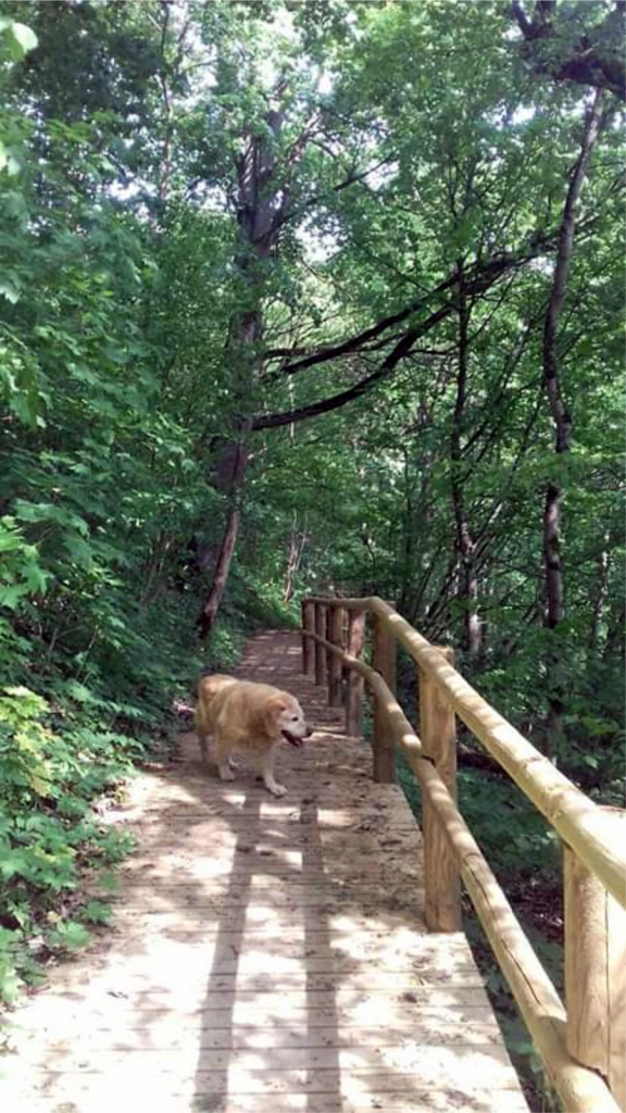 Vīna kalna koka taka.
Autors: L. Ikerte