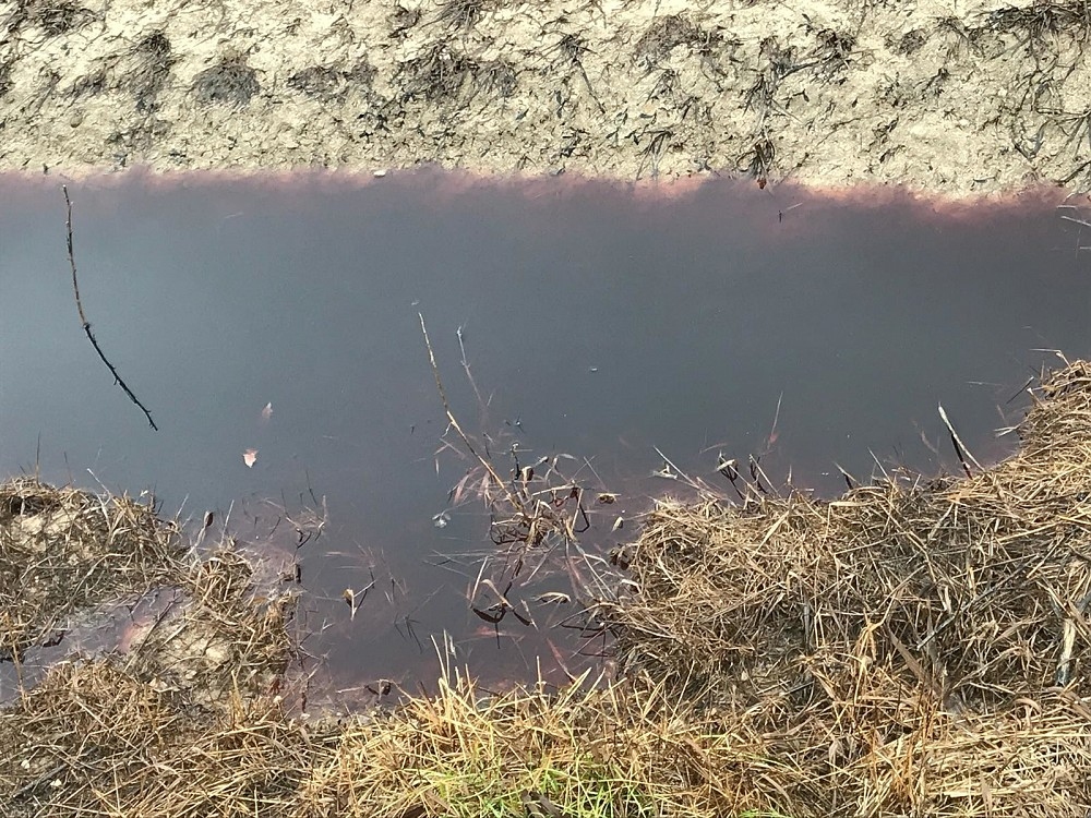 Pagājis teju mēnesis, kopš Jaunsvirlaukas pagastā lauku ceļa malā graudaugu sējumos izlieta indīgā ķimikālija, taču inde joprojām nav uzsūkusies.
Autors: skaties.lv