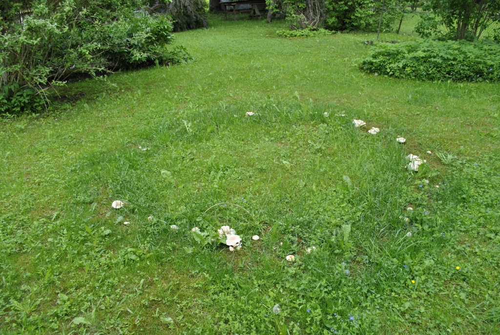 Rundāles novadā kādas mājas saimnieki jau vairākus gadus novēro dīvainības zāles augšanā. Viņi ievērojuši, ka zālienā veidojas simetrisks aplis arī pēc katras pļaušanas, un zāle ir tumšāka un garāka nekā pārējā zālienā. Un tādā pat apļveidā aug arī sēnes.
Autors: Ruta Keiša