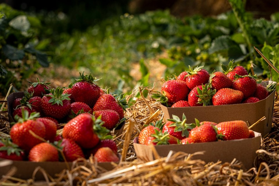 Ar rūpēm par vidi, šogad «Lauriņos» atvadījušies no plastmasas iepakojumiem, to vietā ieviešot kartona kastītes, kā arī papīra un «bio» maisiņus.
Autors: Ģirts Donerblics