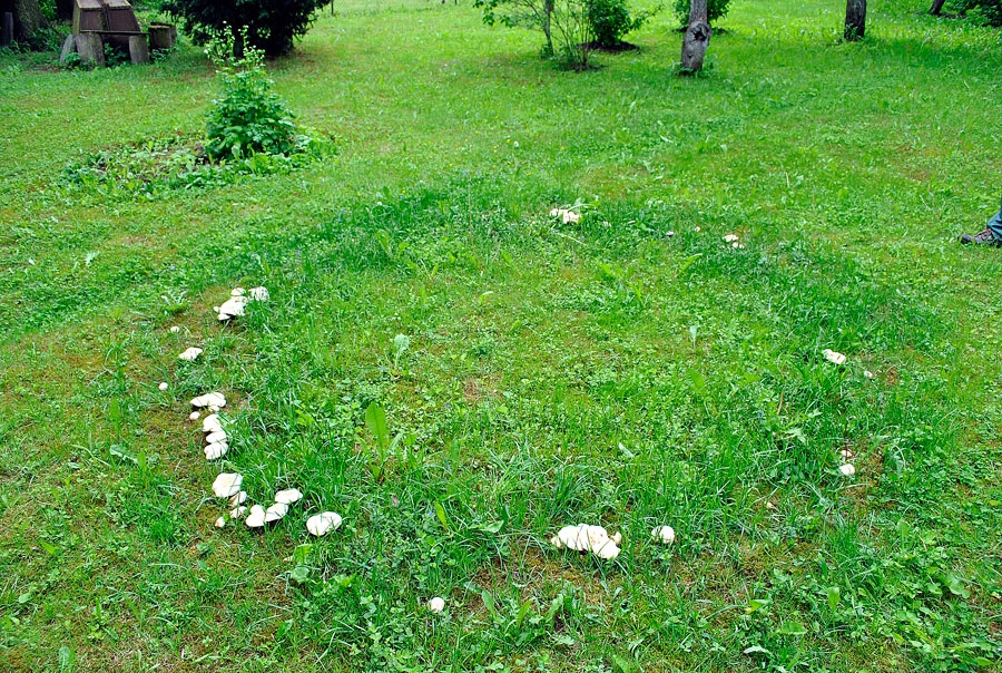Ik gadu mājas sētā veidojas šāds sēņu aplis.
Autors: Ruta Keiša
