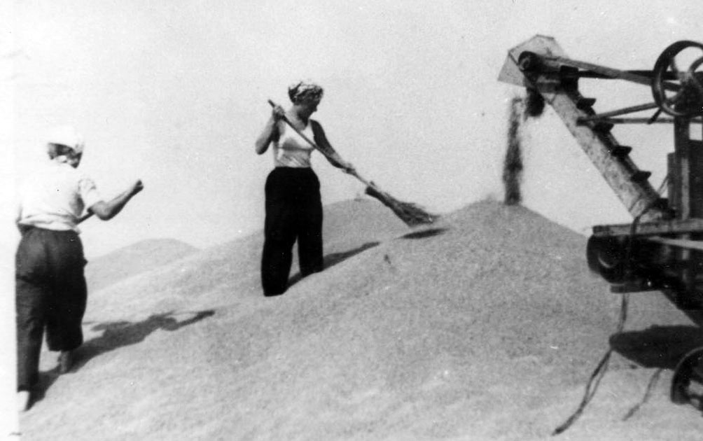 «Sievietes mīcījās pa milzīgām graudu kaudzēm. Skats satraucoši skaists,» atmiņās par darbiem 
jaunapgūtajās zemēs raksta Jānis Klabis.
Autors: no ia-centr.ru un www.yararchive.ru