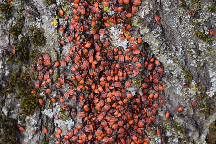 Sarkanblaktis lielos baros apmetušās uz vairāku koku stumbriem Sporta ielā Vecumniekos.
Autors: Žanna Zālīte