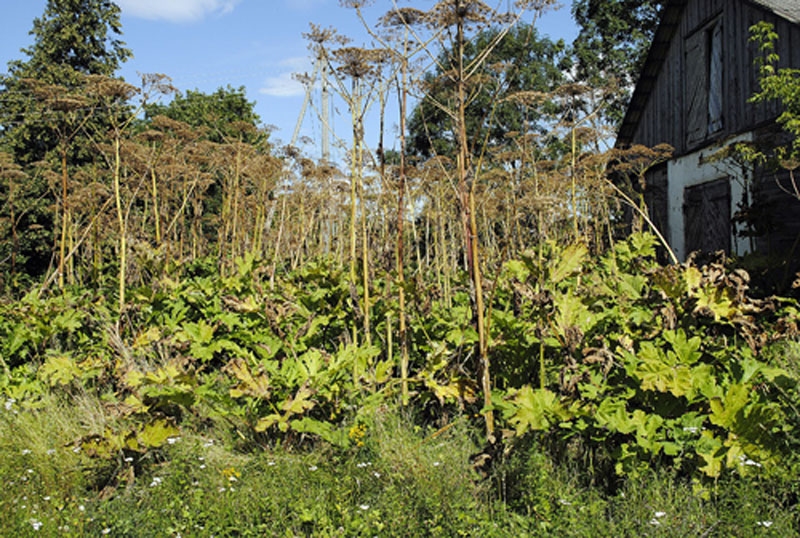 Latvāņu apkarošana ir ilgstošs darbs.
Autors: no «Bauskas Dzīves» arhīva
