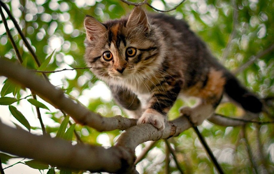 Fotoattēlam ilustratīva nozīme.