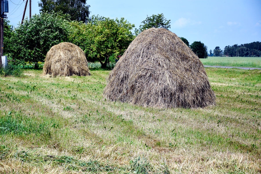 Laukos vairs reti skatāmu siena žāvēšanas metodi gubiņās «Bauskas Dzīve» novēroja Mežotnes pagasta «Aurās».
Autors: Ivars Bogdanovs