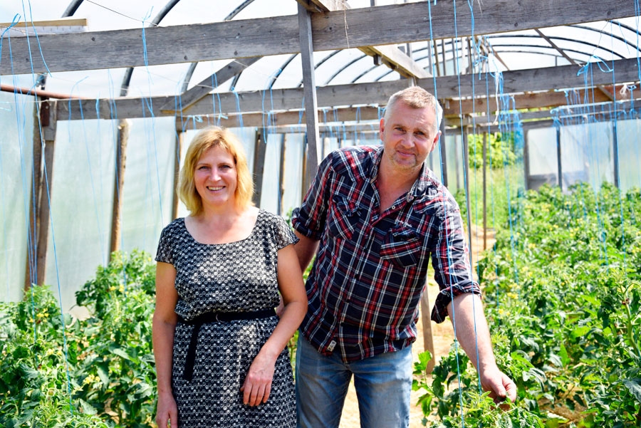 Noras un Ronalda rūpīgi apkoptie tomāti priecē ar zaļumzaļo un ražīgo izskatu.
Autors: Ivars bogdanovs