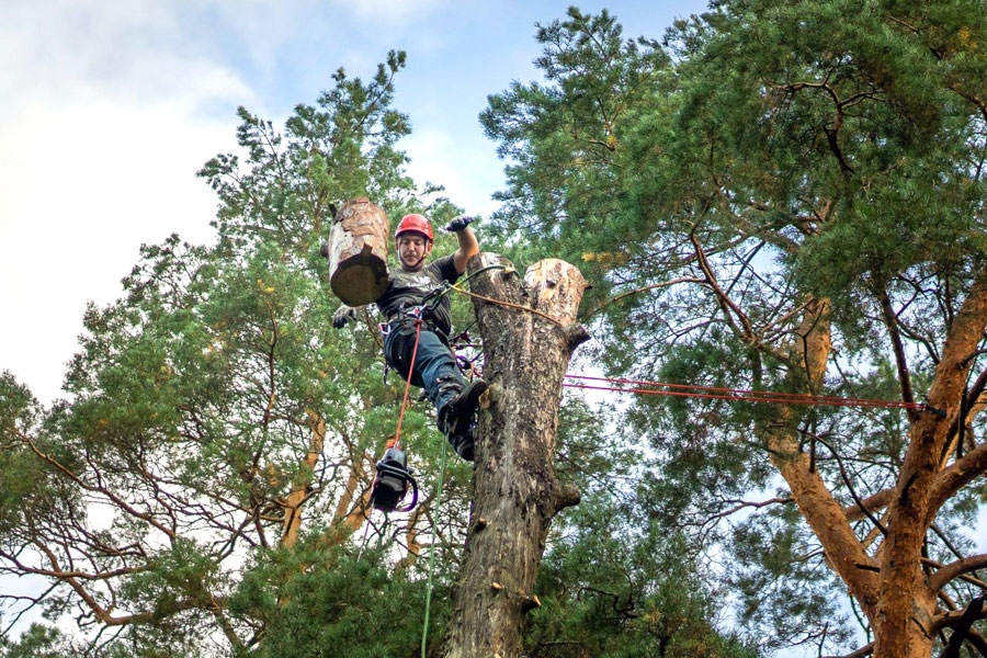 Arboristam zāģēt zaru, uz kura pats sēž, ir ikdiena.
Autors: no albuma