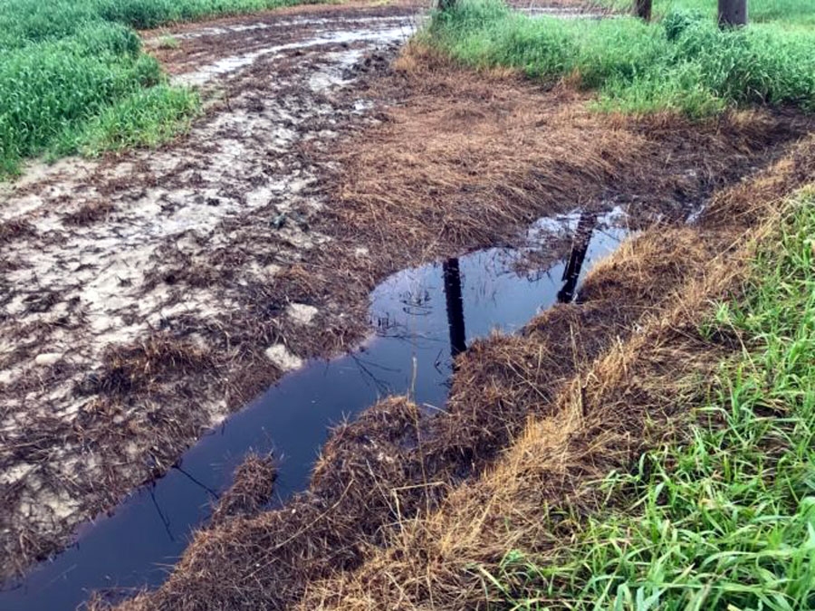 Indīgo vielu šoferis no cisternas bija tecinājis gar ceļmalām.
Autors: no arhīva