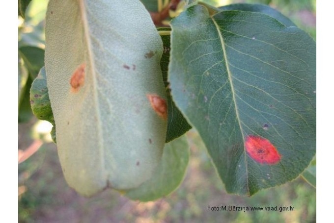 Autors: no vaad.gov.lv