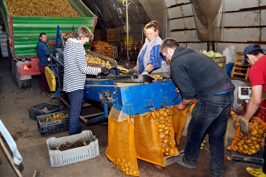 «Kalnakrogs Agro» audzētie kartupeļi tiek šķiroti un fasēti.
Autors: Ivars Bogdanovs