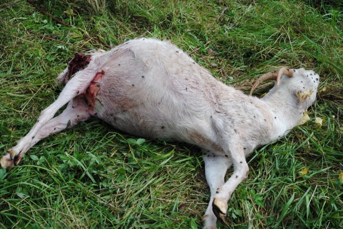 Fotoattēlam ilustratīva nozīme.
Autors: ziemellatvija.lv