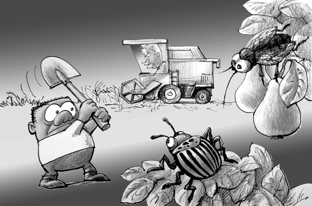 MŪŽĪGS CĪŅU LAUKS. FAKTS: pavasaris un vasara sagādājusi daudz raižu labības audzētājiem un dārzkopjiem, pārbaudot ar sausumu, augu kaitēkļiem, aukstumu, karstumu, vēju, krusu un lietusgāzēm, kas vietumis savērpa labību grīstēs.
Auļo druvu skuter(i)s,/ Stūrē Uvis Slakteris,/ Steidzas rapšus gludi cirpt,/ Graudi zemē nedrīkst birt!/ Tur, kur naftas tornis celts,/ Dabas dāļāts melnais zelts,/ Zemnieks latvis savā zemē/ Vairāk tik uz veiksmi cerē./ Ienaidnieku vesels bars,/ Visiem jāpiesaka karš:/ Augļu koku tīklkodes,/ Kolorado vaboles./ Dažviet, vēro Miķelis,/ Ražas laikā veldrē viss,/ Vērtē dabas kaprīzes –/ Cik no algas atskaitīs?/ Deputātiem rēķins cits,/ Katru gadu – pieskaitīts.
Autors: Zīmējums – Vilnis Bulavs, rīmes – Daina Ziemele