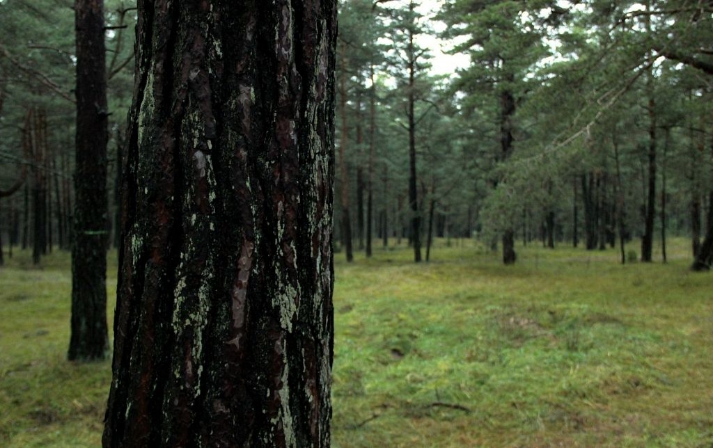 Attēlam ilustratīva nozīme.
Autors: no db.lv