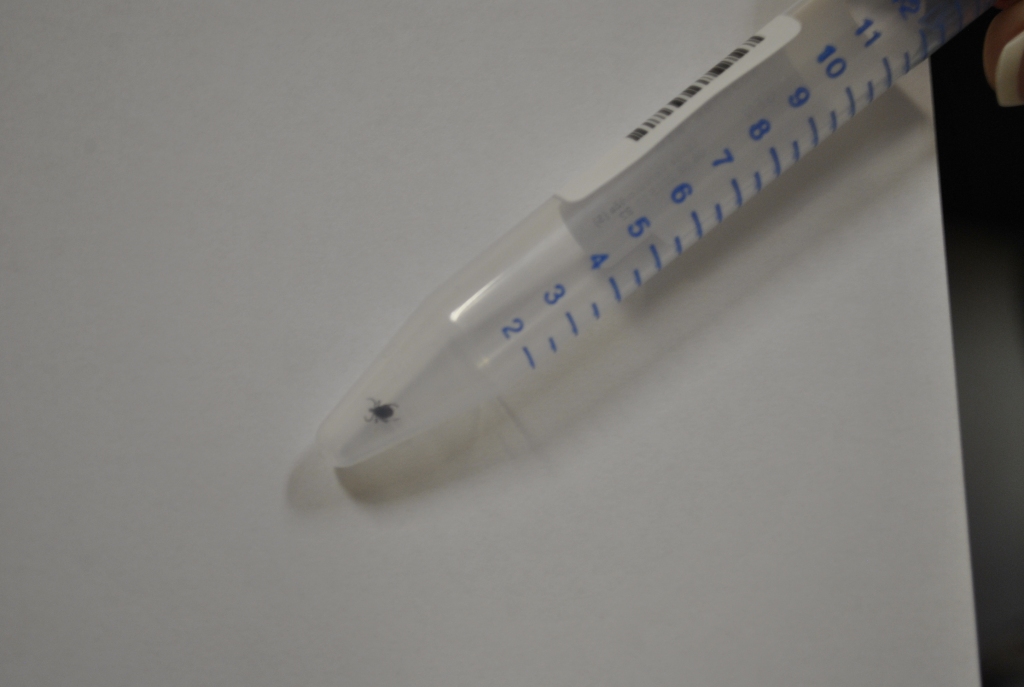 Autors: Māris Krūmiņš