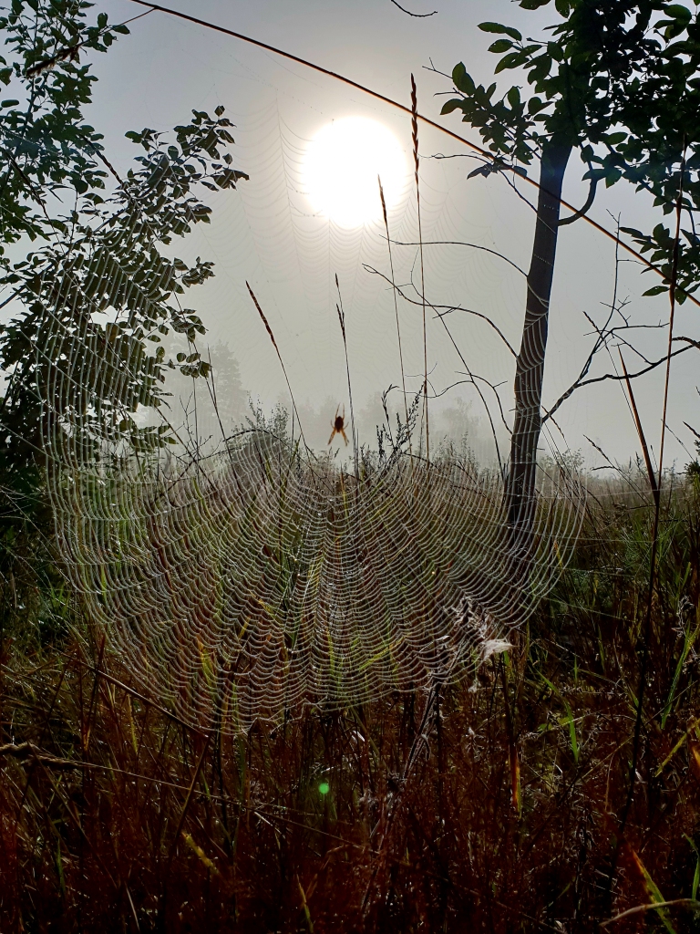 Autors: www.bauskasdzive.lv