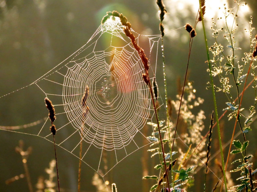«...ar zirneklīša trauslumu...»