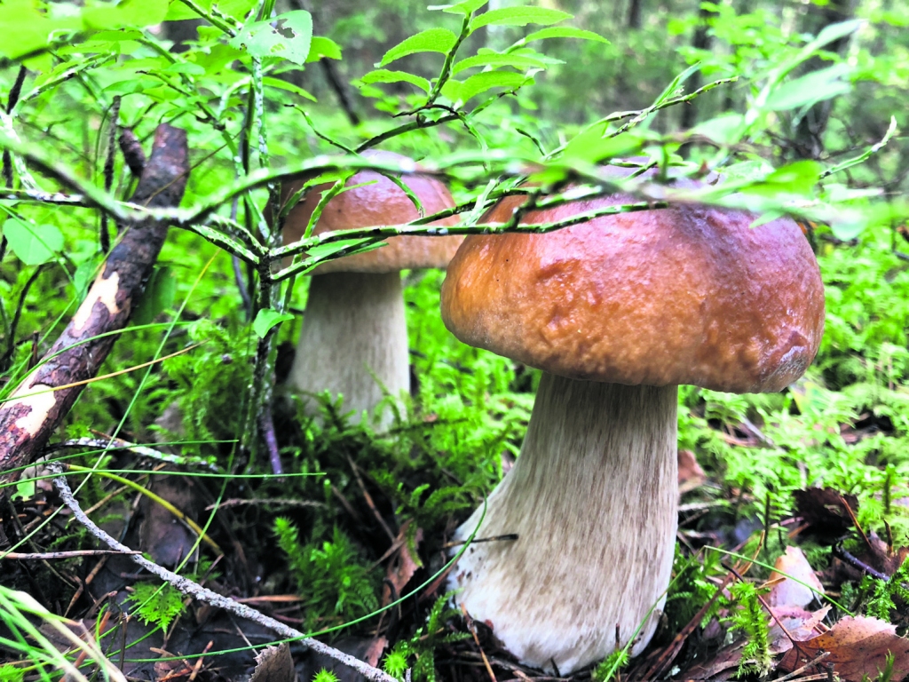 Autors: Ivonna Plaude