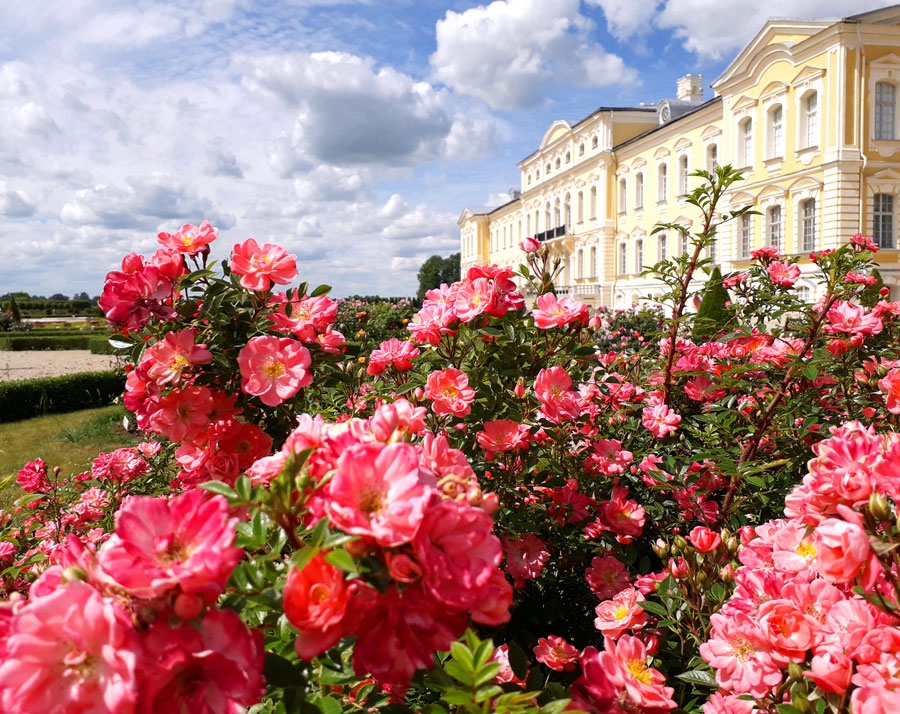 Rožu dārzs apmeklētājus priecē jau 15 gadus.
Autors: no «Bauskas Dzīves» arhīva