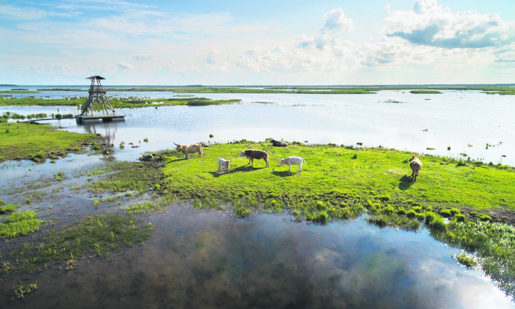 Engures dabas parku palīdz apsaimniekot savvaļas govis un zirgi.
Autors: Agita Grīnvalde-Iruka