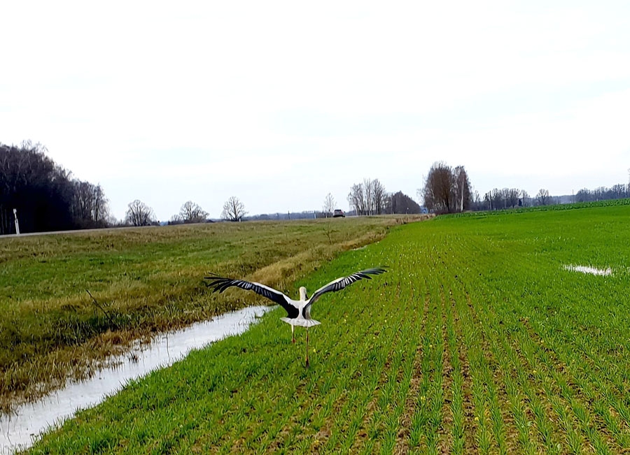 Baltie stārķi ceļu uz Āfriku sāk augusta pēdējā nedēļā, putnu migrācija turpinās līdz pat septembra beigām. Iespējams, savainojuma dēļ svētelis palicis Rundāles pusē.
Autors: Sandra Danosa