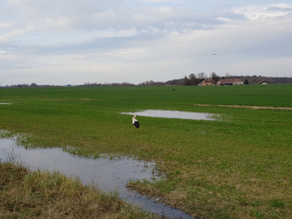Ledus pārklājis divas lāmas, kas izveidojušās uz sazēlušā ziemāju lauka, starp tām uz vienas kājas iekārtojies stārķis, kura uzvedība neliecina, ka putns grasītos migrēt tālāk uz dienvidiem. Garāmbraucošajos skats rada izbrīnu un vienlaikus arī līdzcietību ar vēlmi palīdzēt.
Autors: www.bauskasdzive.lv