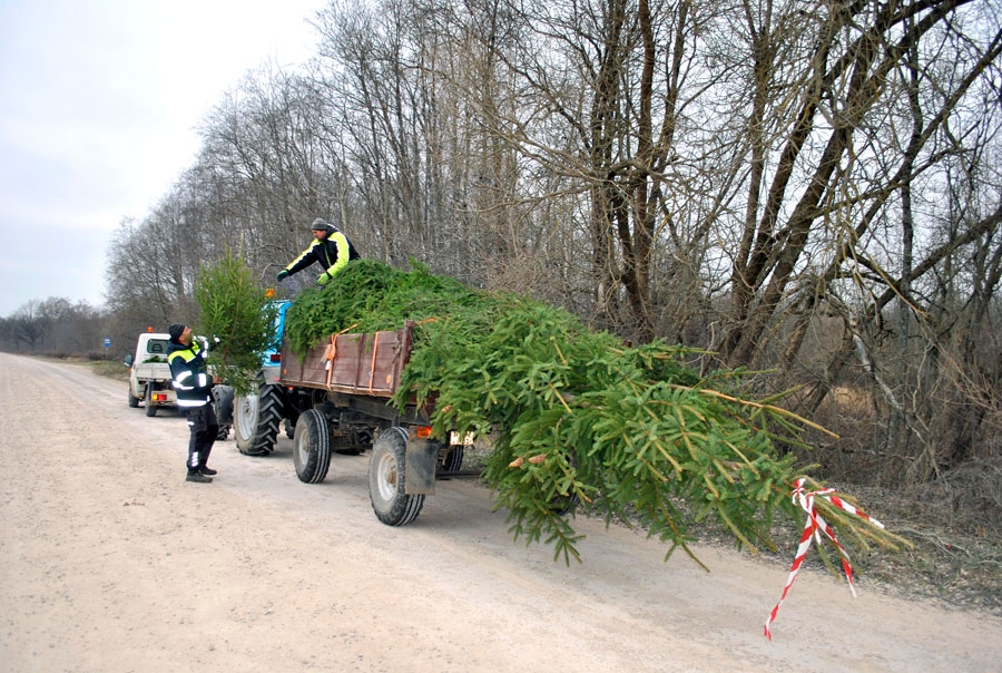 Egles traktorā sakārto SIA «Vides serviss» strādnieki Verners Čerņevskis un Modris Drunka.
Autors: Māris Krūmiņš