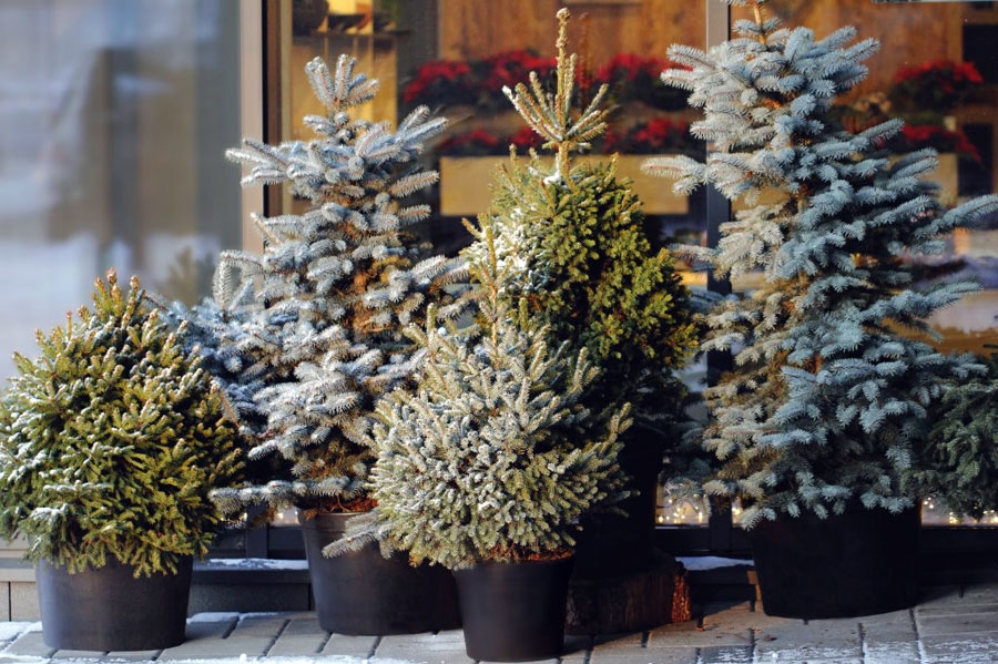 Autors: no LVM arhīva