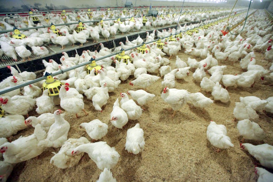 Stingra biodrošības pasākumu ievērošana nodrošina vistu aizsardzību no dažādām slimībām.
Autors: no la.lv arhīva