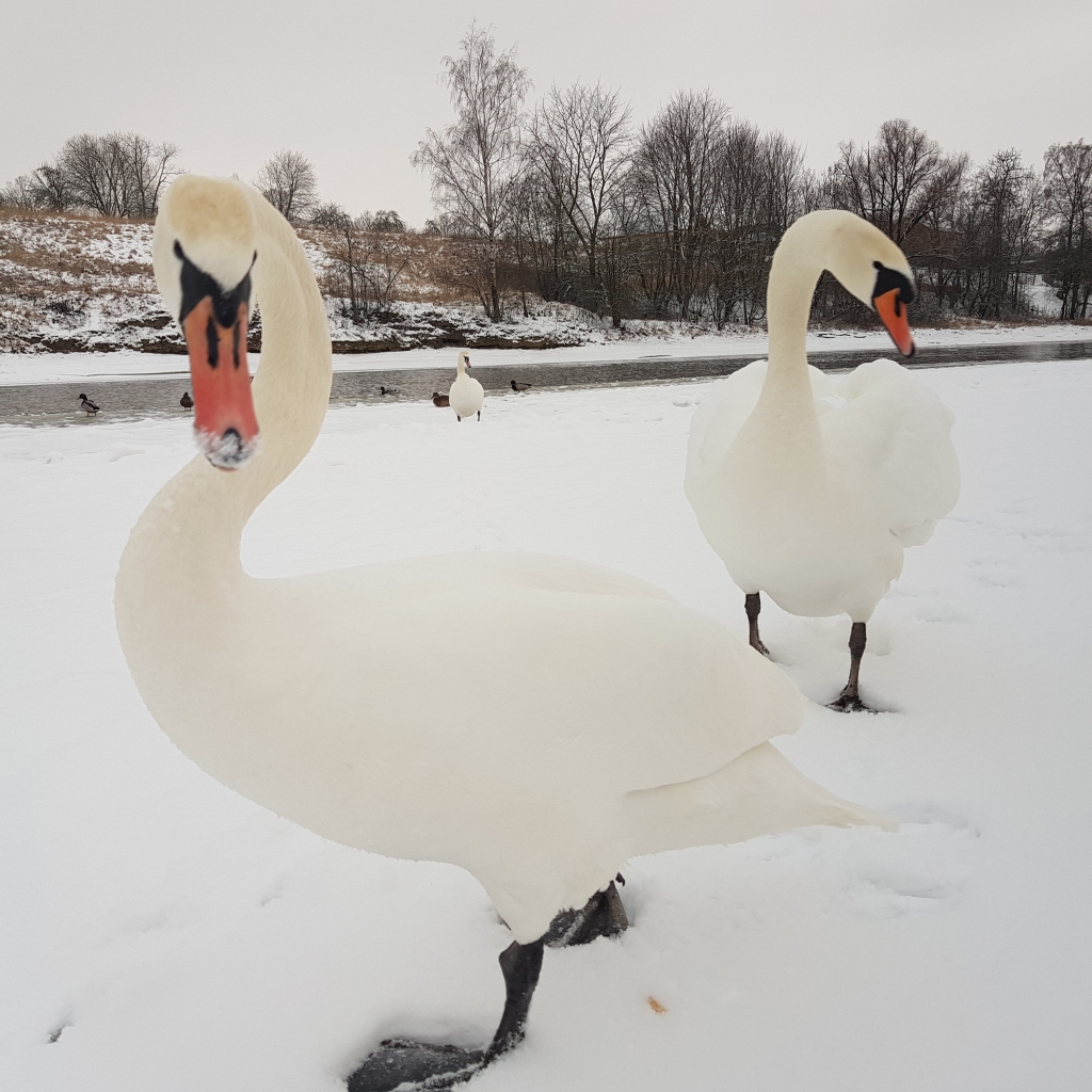 Autors: www.bauskasdzive.lv