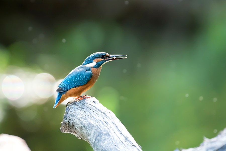 Zivju dzenītis.
Autors: Rolands Linejs