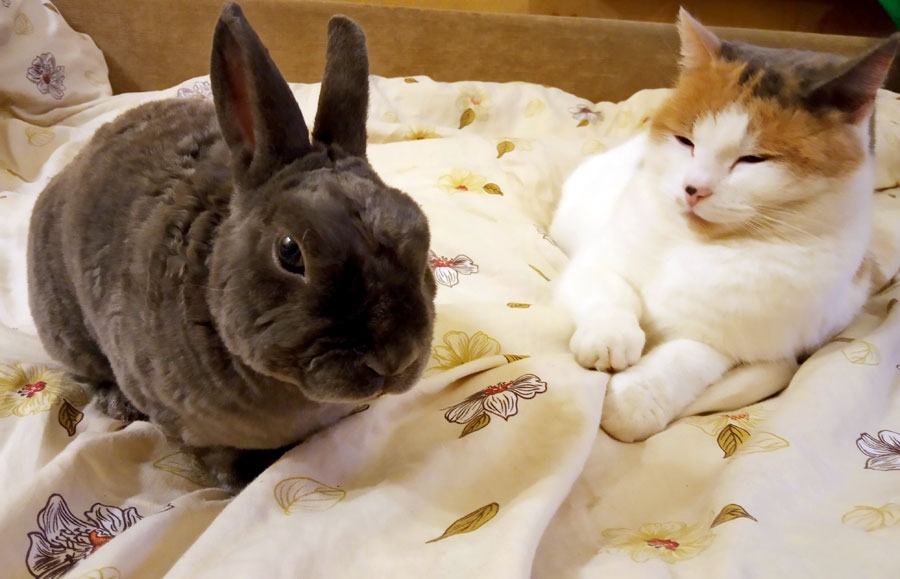 Divi draugi – trusis Mellītis un kaķenīte Poga.
Autors: no A. Jurovas personiskā arhīva