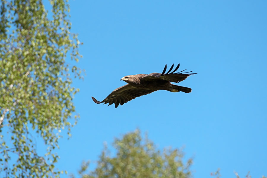 Mazais ērglis ir indikatorsuga – norāda, ka tās dzīvesvietā ir daudzveidīga daba.
Autors: Rolands Linejs