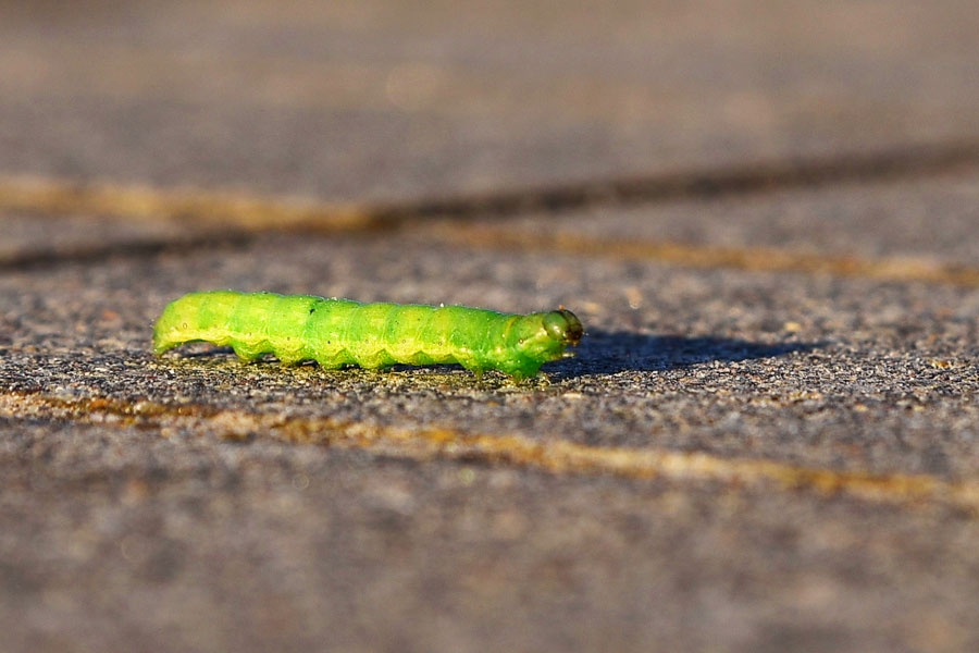 Šis tārpiņš pamanīts un fotografēts Bauskā 4. februārī uz ceļa. Liecinieks klimata pārmaiņām.
Autors: Uldis Varnevičs