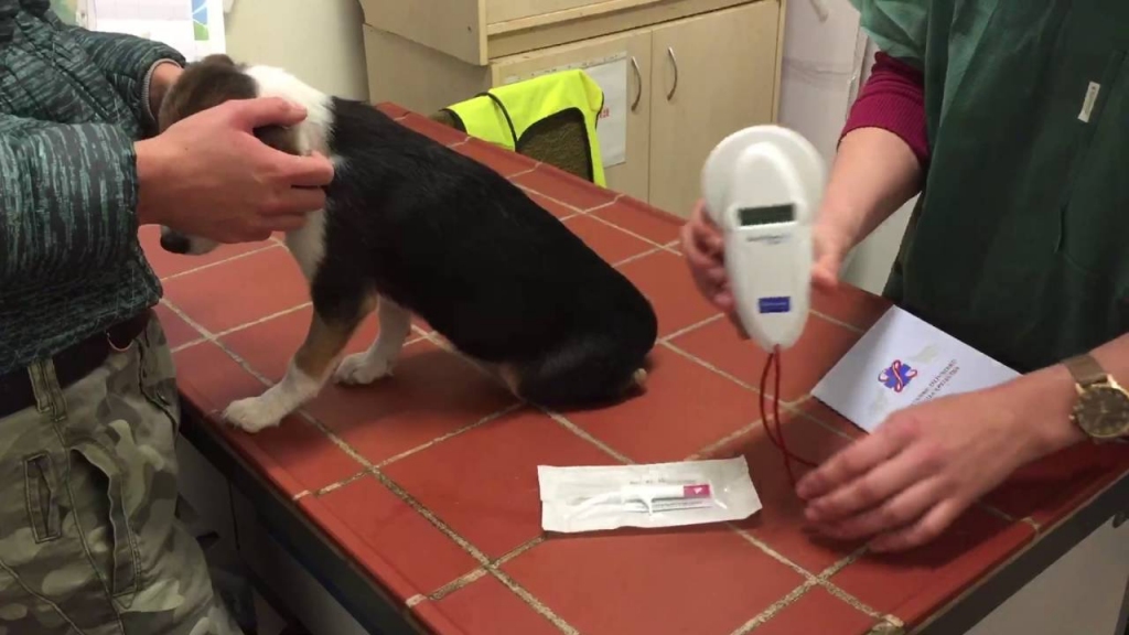 Čips ir mikroshēma suņa zemādā, kas satur unikālu numuru un dzīvnieka īpašnieka datus. Tādā veidā patversmes var sazināties ar noklīdušu suņu saimniekiem vai saukt pie atbildības cilvēkus, kas mīluļiem darījuši pāri.